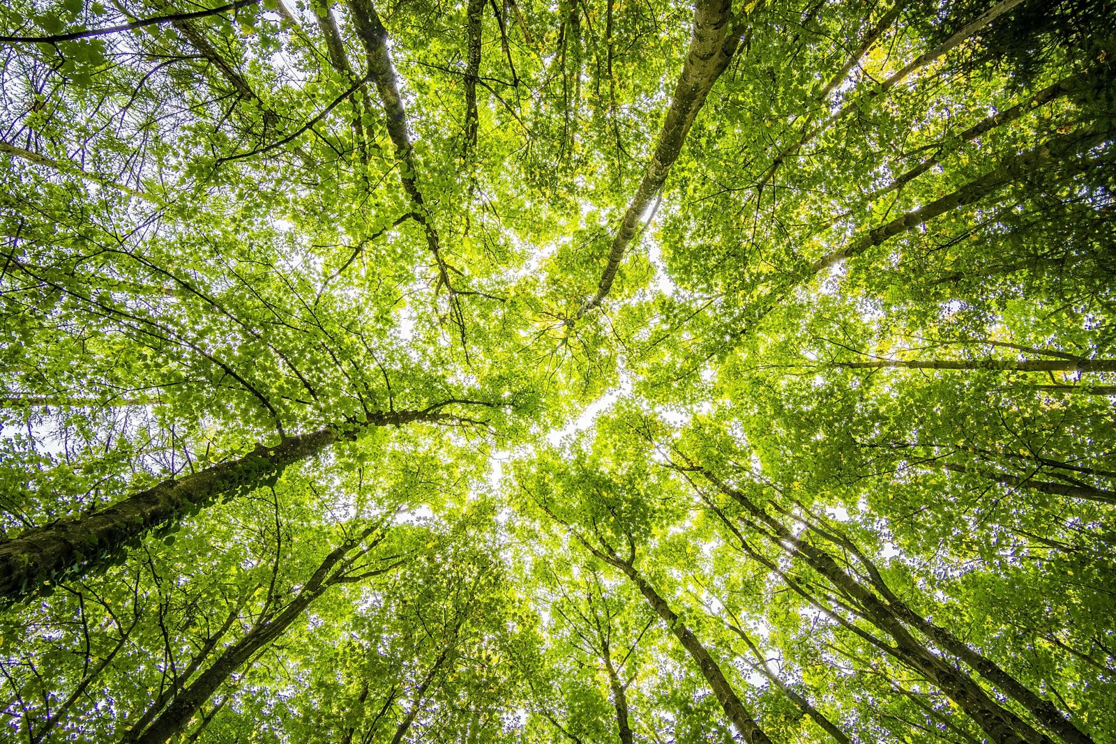 ISO 14001 Certification – Environmental Management System